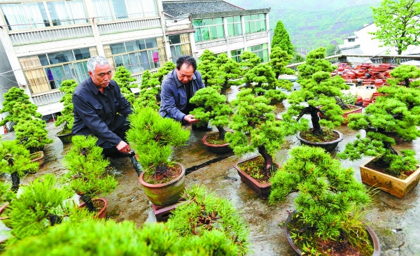 浙江:奉化三十六湾花农阳台"种"花木