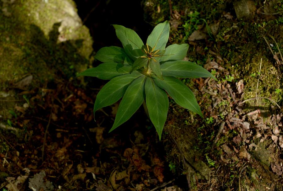 湖北：巴东县小神农架原始森林秘境