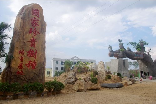 海榆西线崛起黄花梨育苗基地