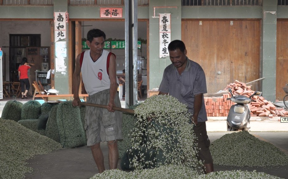 广西：横县做大茉莉花产业 茉莉花开花农笑