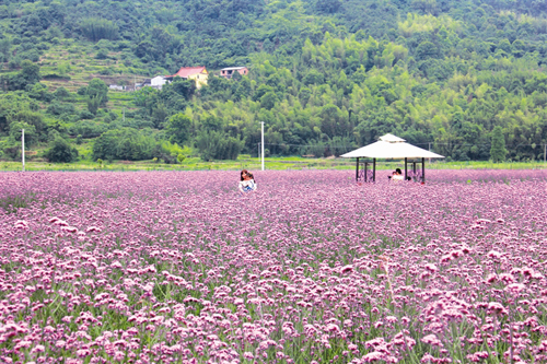 夏日清凉花卉清凉赏——马鞭草