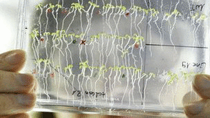 英国研究称植物具备做数学能力 或达到初中水平