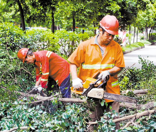 广东：江门鹤山城区绿化树集中剪“头发”以防台风