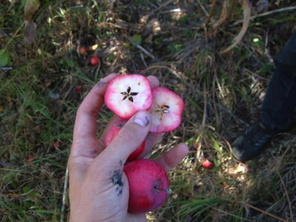 野苹果林