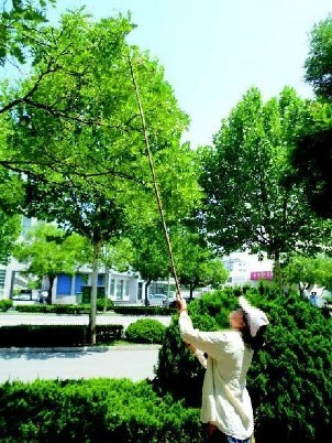 山东德州：每斤一块五收购槐米 市民瞄准路边观赏槐