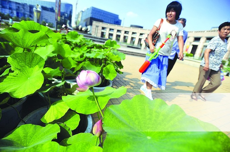 济南：泉城广场近百株盆栽荷花含苞待放