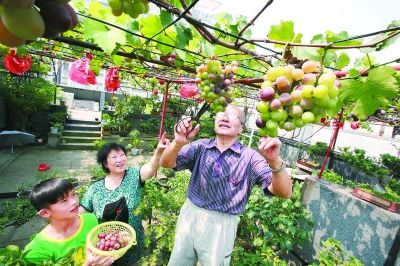 湖北：武汉楼顶绿化有了样板“空中花园”