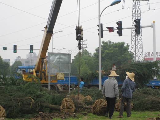 安徽：滁州市上海路热力管道绿化恢复提升工作顺利完成