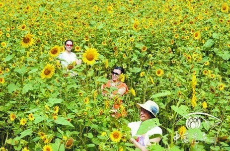 湖北：襄阳植物园葵花盛开迎宾客