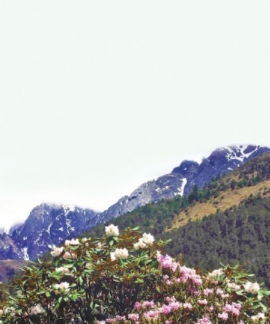 生物多样性 山地生态系统 植物研究所 玉龙雪山