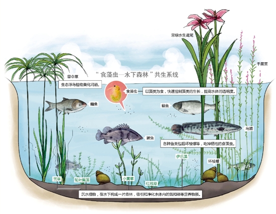 杭州:沉水植物帮河水"减肥" 纯自然生物链净化水质