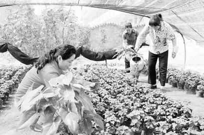 阳城县及时为耐高温性差花草树木降温