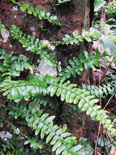 深圳蕨类植物收集全国第一