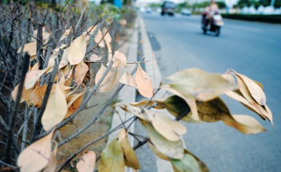 合肥四里河路，绿化带晒得枯黄