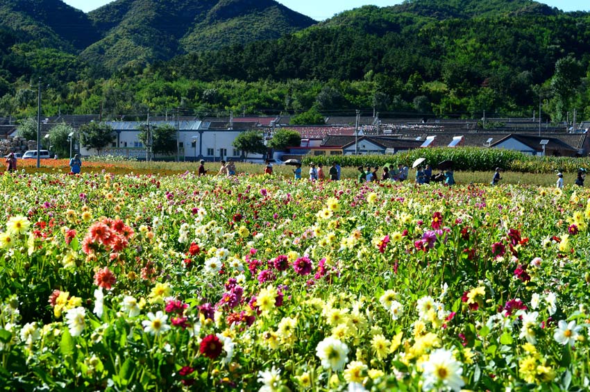 北京：延庆县珍珠山鲜花绚烂迎佳节