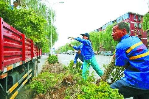 绿化工人正在转运九都路移除的绿植