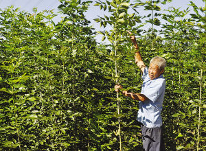 天津：黄花店镇贾连强苗木种植能手致富路（图）