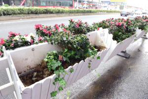 江苏镇江市新道路绿岛花箱惨遭“辣手摧花”
