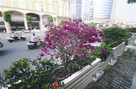 福建石狮道路两侧防腐木花箱扮靓城市（图）