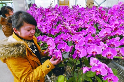 贵州：春节脚步临近 贵阳多种鲜花绽放市场待客采撷