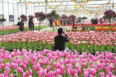 游客在郁金香花海拍照留念