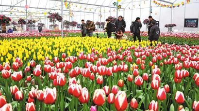 花卉博览园—荷兰郁金香花海