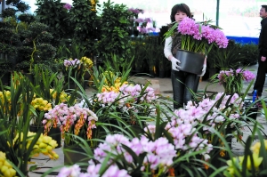 春节临近 花市即将开幕