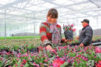 河南:现代农业科技园花卉基地花卉将迎花期