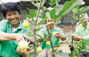 天津市北辰区双口温室大棚种植无花果获成功