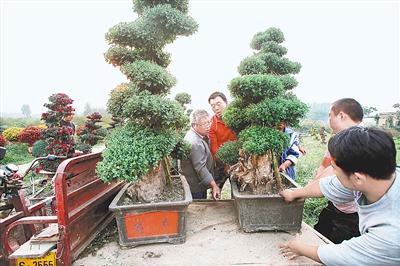 河南：菊花销售进入旺季