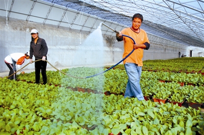 天津：10天以后滨海新区首批有机盆栽蔬菜成熟上市