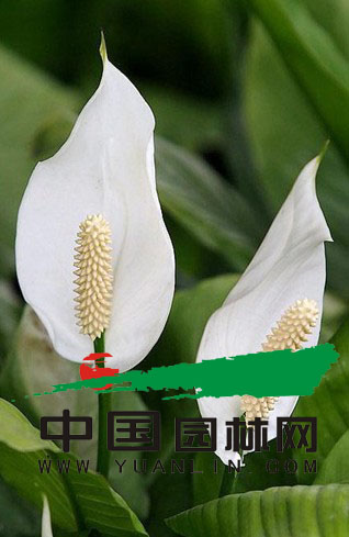 白鹤芋（资料图片）