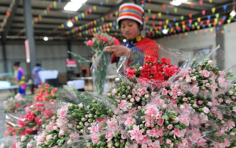 一名彝族花农在云南石林锦苑花卉产业园内对刚采摘的鲜花进行包装，准备供应市场。