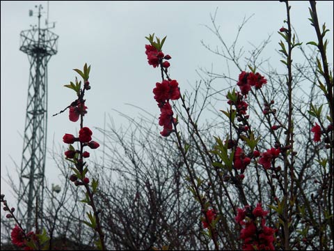 福建：龙岩市武平朵朵梅花俏枝头