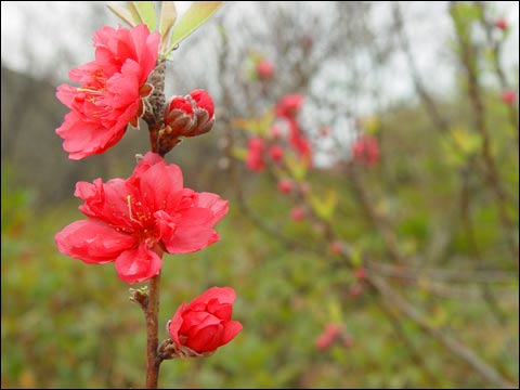 福建：龙岩市武平朵朵梅花俏枝头