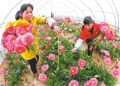 春节期间，兴宾区凤凰镇长福村花卉种植基地非洲菊长势良好，花农忙着采摘外调。