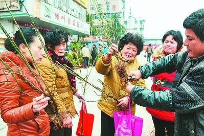 市民正在巢湖市花木鸟鱼市场选购苗木花卉