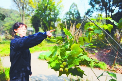 南京中山植物园四成药材苗木遭破坏