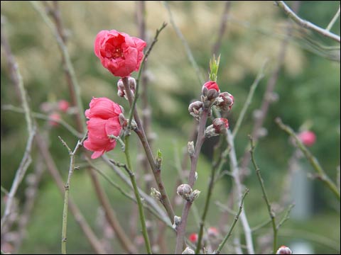 福建：龙岩市武平朵朵梅花俏枝头