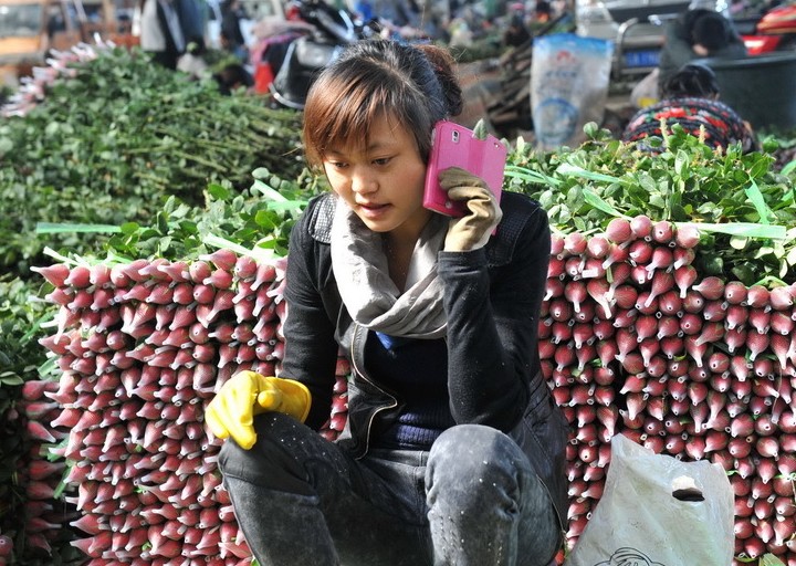 一名花农在云南昆明呈贡斗南花卉市场内等待出售玫瑰花。