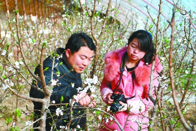 敦煌市林业技术人员在日光温室查看李广杏树长势情况