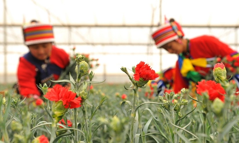 几名彝族花农在云南石林锦苑花卉产业园内采摘康乃馨，准备供应市场。