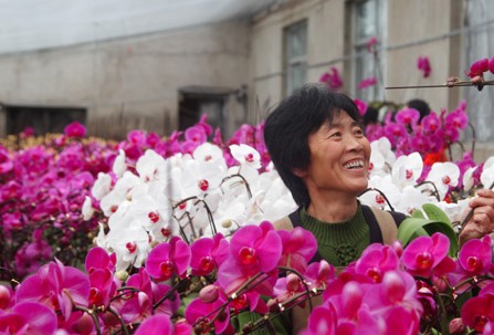 一处花卉苗木基地工人在挑选蝴蝶兰花卉