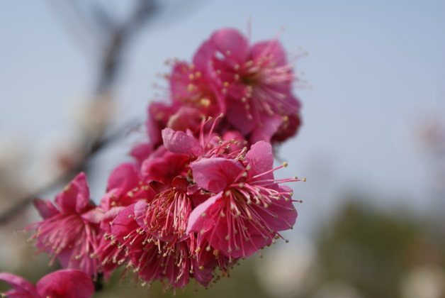 梅花盛开