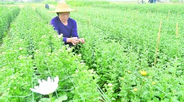 花农为菊花打花苞，希望让菊花开得又大又美。