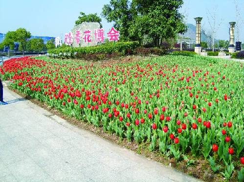 第三届郁金香花博会