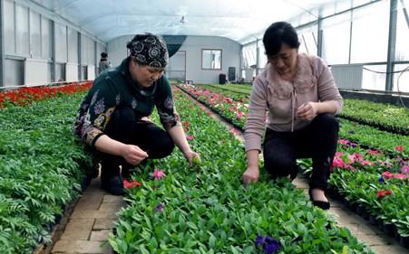花卉大棚内移盆、浇水管理即将移栽的花卉。