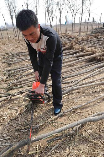 河北永清:苗木"茁壮"富农家