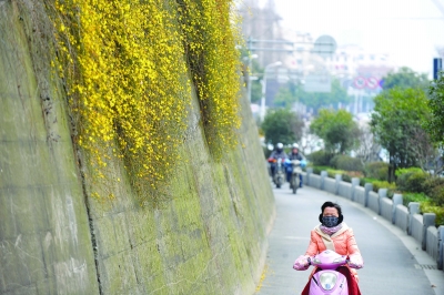 迎春花开出黄灿灿的花朵