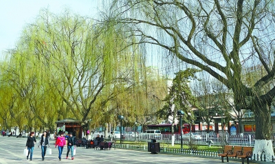 滨河路边柳树吐出嫩芽
